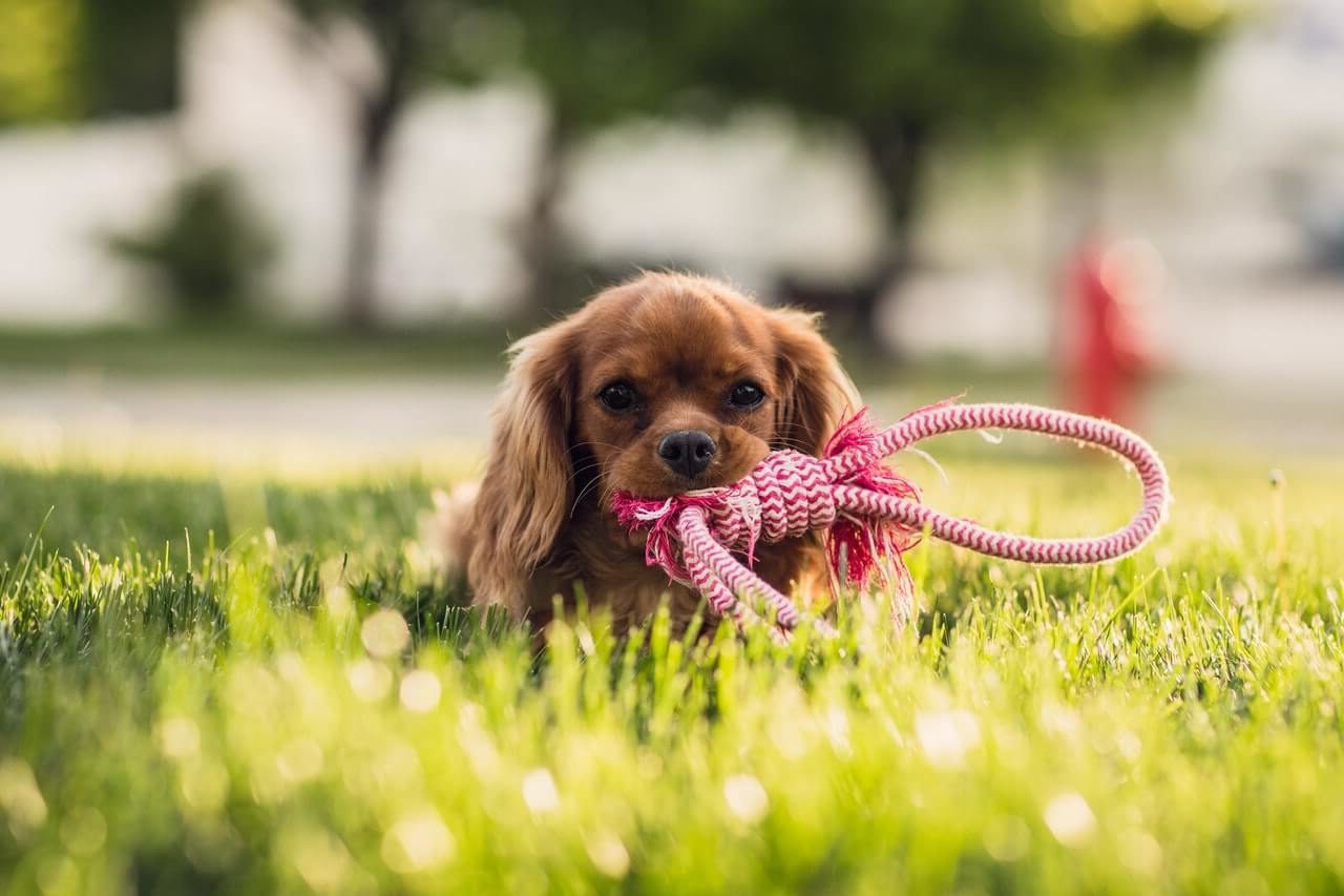 san diego mobile groomers