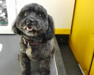 animal artistry dog groomer