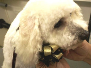 mobile grooming for dogs in linda vista