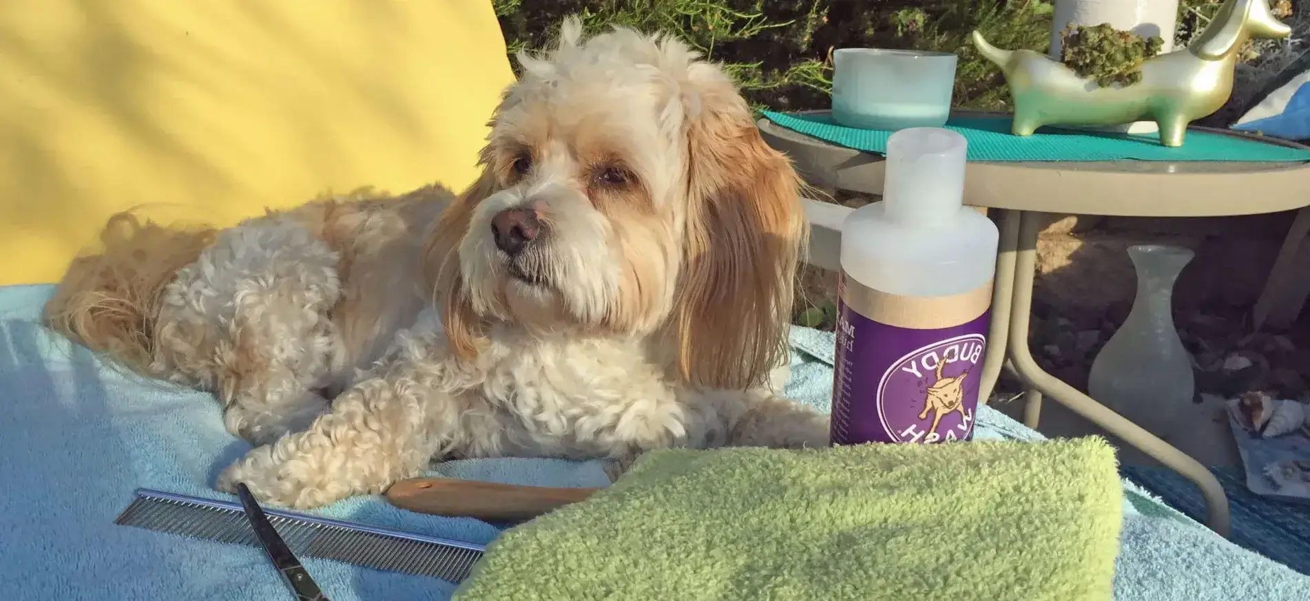 san diego mobile groomers