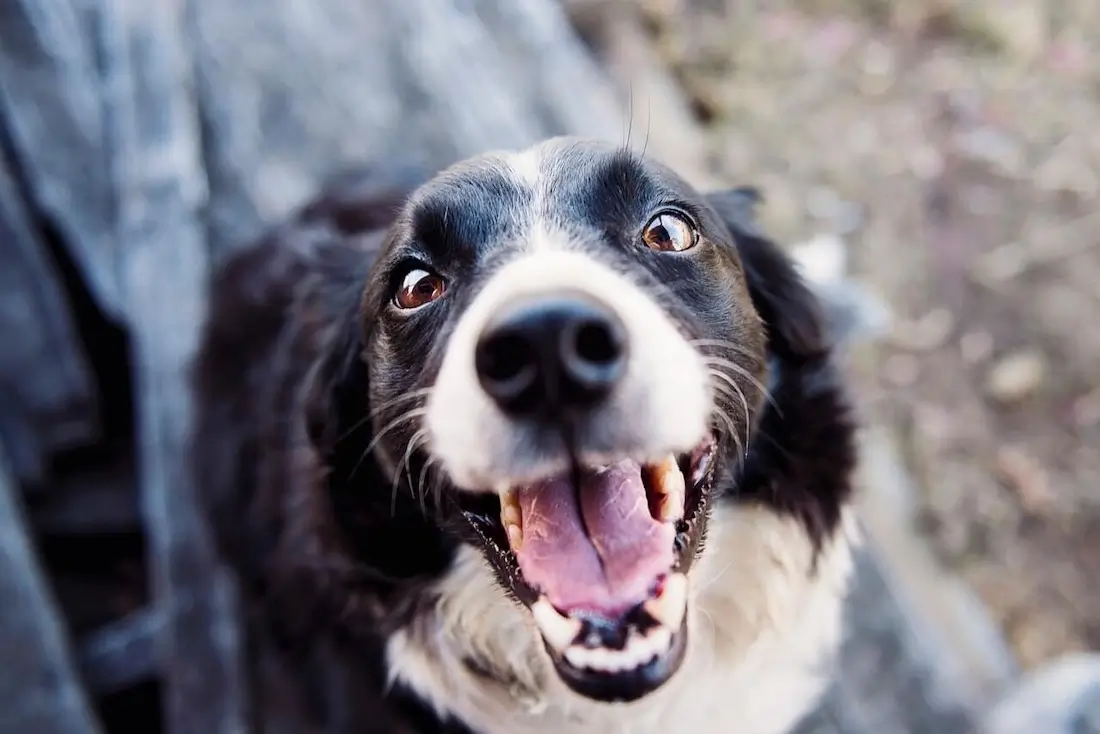 Animal Artistry Grooming - Business Photo