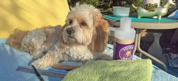 san diego mobile groomers